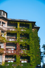 Fototapeta premium The facade of the white house are entwined with green ivy and hedges, Summer sunny day. Vertical photo. Slovenia