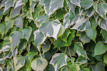 Closeup shot of blooming Colchis ivy leaves