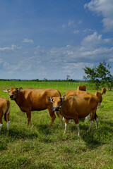 Fototapeta na wymiar beef cattle grass feeding outdoors
