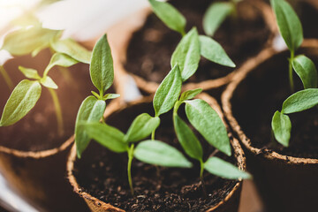 propagation seed pot with soil and pepper chili or paprika seedlings or sprouts