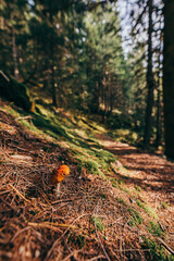 A close up of a tree