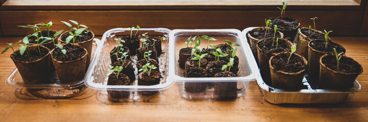 panorama or banner of propagation seed pot with soil and pepper chili  paprika and physalis...