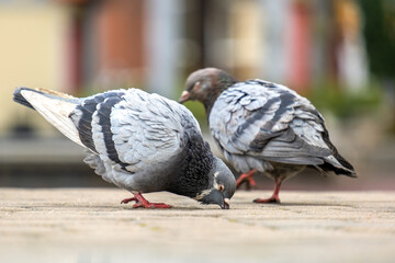 Closeup of gray pigeons birds walking on a city street searching food.