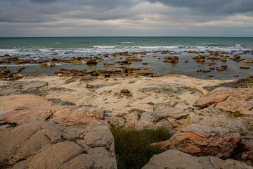 Лебеди и другие птицы на Каспии в январе