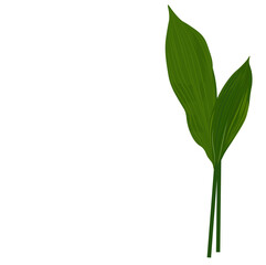 Green juicy Aspidistra leaves vector stock illustration. Green snowdrop tops. Spring flora. Lush green foliage. Isolated on a white background.