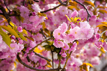Fototapeta na wymiar pink cherry blossom close up. beautiful nature scenery in morning light. spring freshness concept