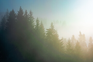 spruce trees in morning mist. enchanting winter nature scenery. light through fog. cold weather concept