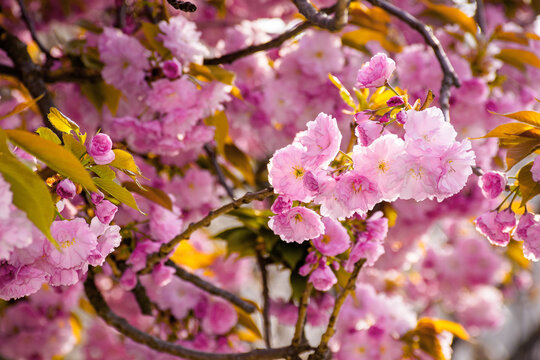 pink cherry blossom close up. beautiful nature scenery in morning light. spring freshness concept