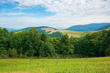 summer landscape of carpathian mountains. beautiful scenery in the morning. beech forest and grassy alpine meadows on the hills of chornohora ridge. bright sunny weather with fluffy clouds on the sky