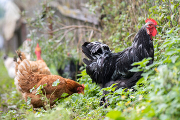 Closeup of domestic chicken feeding on traditional rural barnyard. Hens on barn yard in eco farm. Free range poultry farming concept.