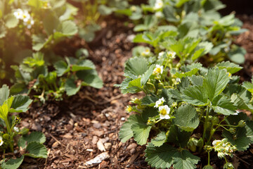 strawberry blossoms in the garden at a sunny day