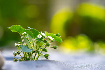 Closeup of small green strawberry plants with white flowers growing outdoors in summer garden.