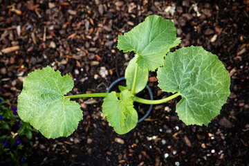 young zucchini plant in a black tray