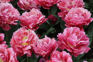 pink peony
