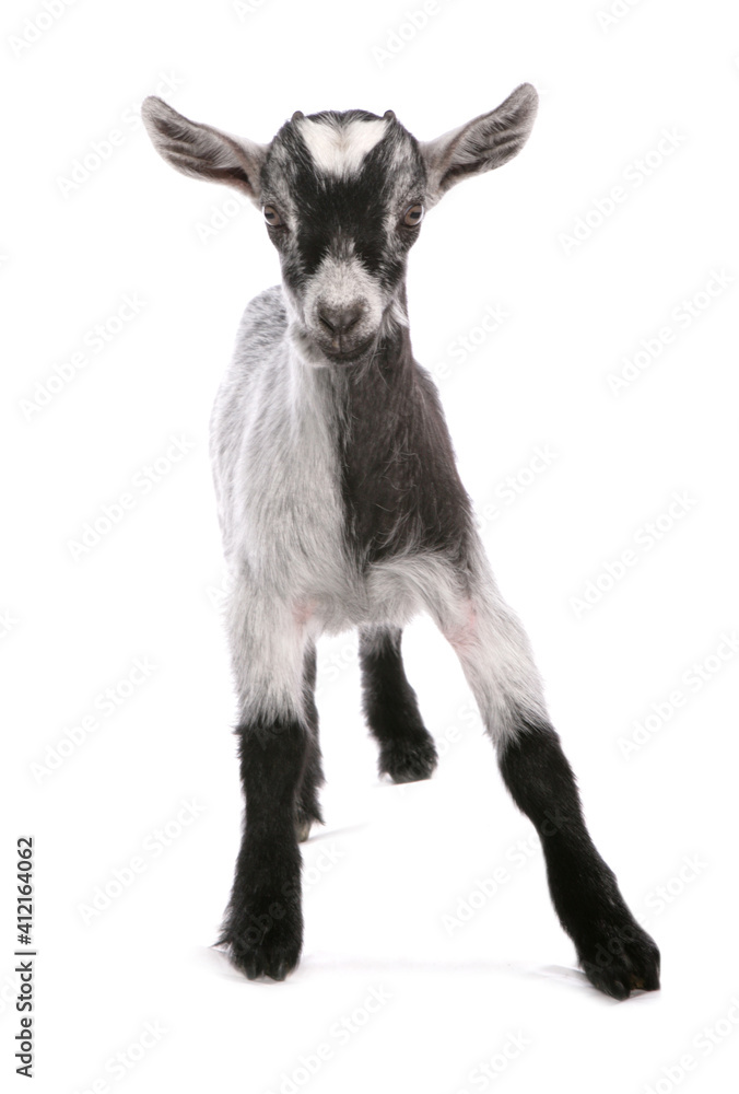 Wall mural pigmy goat standing