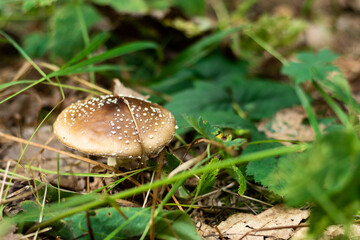 Mushroom inedible, harmful in the thicket of the forest in green grass. Walks in the woods