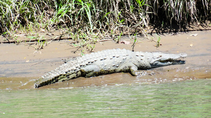 alligator in the swamp