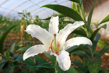 Obraz premium Beautiful white lilies in the plantation, North China