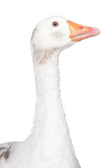 West of England Goose