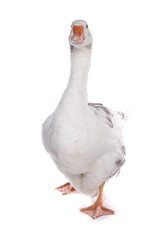 West of England Goose