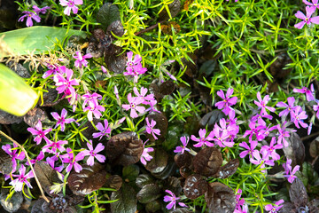 Closeup of colorful tender spring flowers blooming in green park.