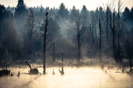 Foggy autumn morning at Schwenninger Moos in black forest in germany