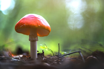 Red fly agaric fungus poisonous mushroom growing in autumn forest.