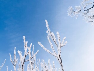 Icy frozen tree branches in the blue sky