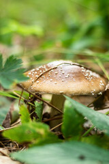 Mushroom inedible, harmful in the thicket of the forest in green grass. Walks in the woods