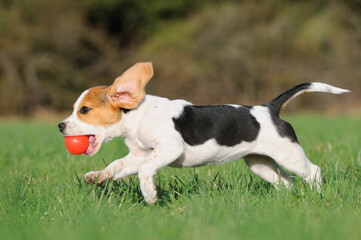 Beagle puppy dog runs with ball of the meadow