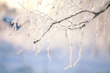 White frozen branches, cold winter, beautiful landscape
