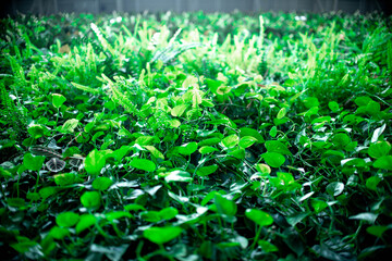 Beautiful background of fresh green climbing plants with backlight for your text or poster on the wall. Soft focus.