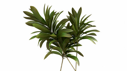 Tropical palm leaves on white background - 3d render. Natural composition of the branches for advertising, presentation design, wallpaper, products. Fashionable botany and organic with copy space.