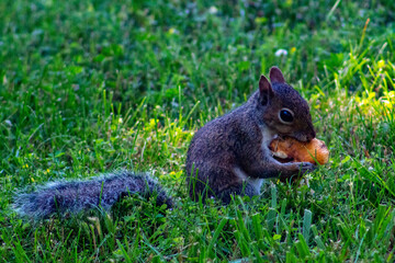 squirrel in the park