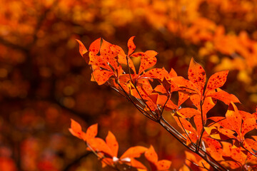 逆光に映える真っ赤なドウダン