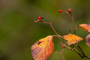 ガマズミの赤い実と紅葉のアップ