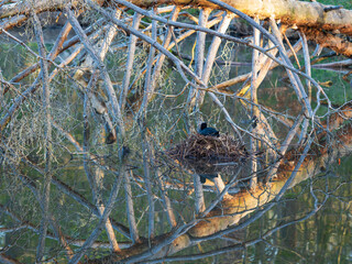 Coot nesting place between dead branches in the lake