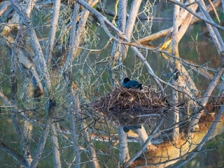 Coot nesting place well covered under drooping branches in the water