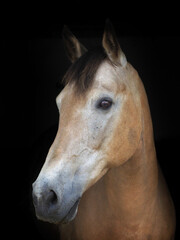Obraz na płótnie Canvas Dun Horse Headshot