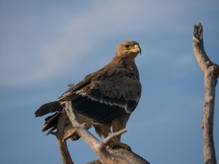 tailed hawk perched on branch