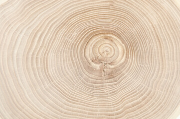 Fototapeta na wymiar cross-section wood texture, background.