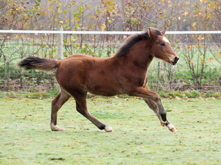 Fototapeta premium Galloping Foal