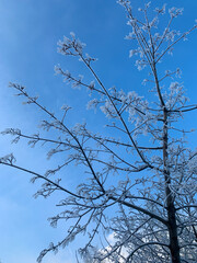 Icy frozen tree branches in the blue sky