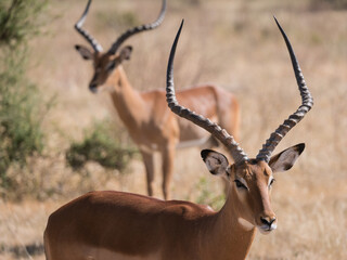 impala in the masai mara