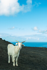 Goat at Jandía Peninsula at Fuerteventura – Canary Islands, Spain