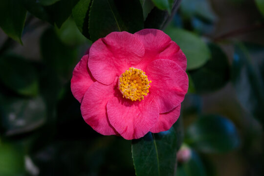 Camellia Japonica - Ashiya camelia single flower on a tree