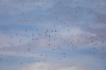Gaviotas volando en grupo bajo un cielo azul