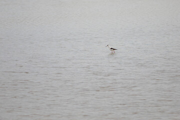 Cigüeñuela común​ (Himantopus himantopus)