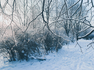 Fototapeta premium Frozen tree branches background, branches covered by white snow