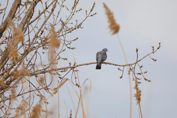 Paloma torcaz (Columba palumbus)